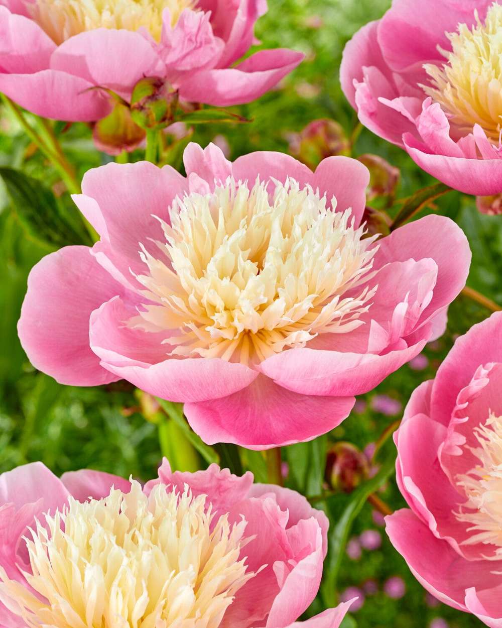 Pion 'Bowl of Beauty'